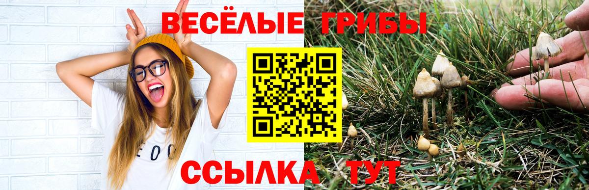 Псилоцибиновые грибы Cubensis  закладки  Искитим  Псилоцибиновые грибы MAGIC MUSHROOMS  Вход с VPN 